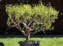 Check out my handmade signature merino wool wristlets! Curly Willow 2 5 Year Progression From Hard Chop To Detail Wiring Bonsai Nut