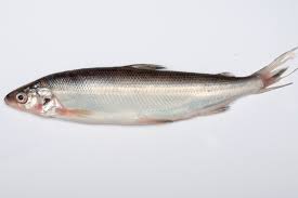 Image result for Siphonochilus parvus