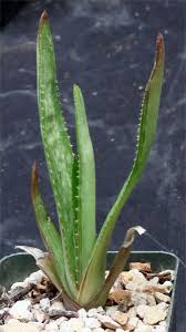 Image result for Aloe lateritia