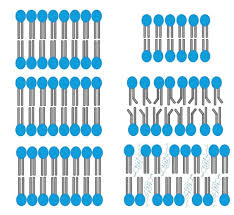 Membrane Fluidity | Biol 200