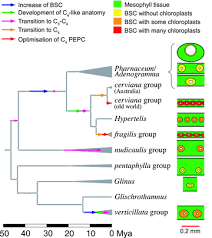 Image result for Pharnaceum brevicaule