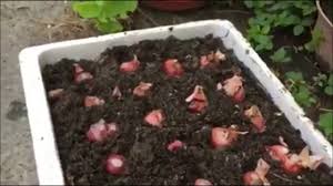 Untuk menanam bawang merah, pisahkan umbi dan tanam secara terpisah. Set Bawang Ciri Penanaman Dan Penjagaan Di Ural Taman Ini