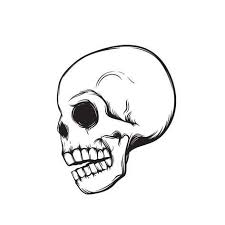 Skull Side View Isolated On White Vector Illustration Art Print Nexusby Art Com Vector Art Illustration Scary Drawings Skull Side View