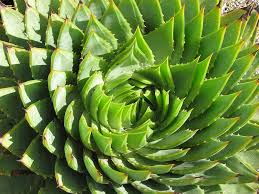 The damaging effects of rose rosette disease. Spiral Succulent Cactus Rosette Green Plant Design Artistic Echeveria Pikist