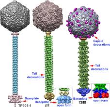 A coronavirus variant known as lambda is gaining the attention of health officials as it spreads some of these mutations have the potential to increase transmissibility of the virus or to reduce the. Cryo Electron Microscopy Structure Of Lactococcal Siphophage 1358 Virion Journal Of Virology