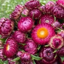 Image result for Helichrysum tillandsiifolium