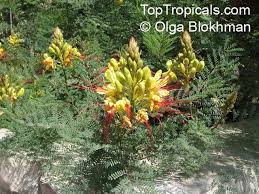 Image result for Erythrostemon gilliesii