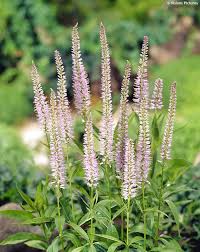 Veronicastrum virginicum, commonly called culver's root, is a large, erect, missouri native perennial which occurs in open woods, thickets and moist meadows and prairies throughout the state. Veronicastrum Virginicum Lavendelturm Havlis Cz
