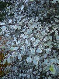 Pittosporum Silver Magic Plants Backyard Makeover Plant List