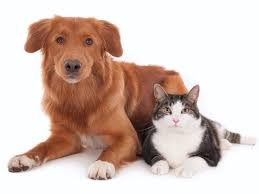 Roberts pet adoption center in riverside, ca, and search the available pets they have up for adoption on petfinder. Free Spay Neuter For Southwest Riverside County Dogs Cats Temecula Ca Patch
