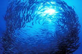 Vers la lumière - Les plus belles photos sous-marines sur L'Internaute  Nature