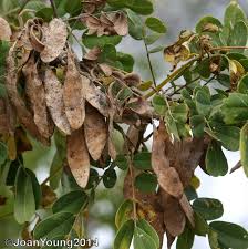 Image result for Dalbergia melanoxylon