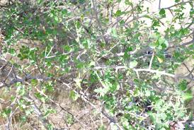 Image result for Commiphora africana