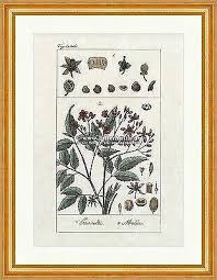 Image result for Canellaceae