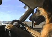 Dog Car Gifs Tenor You can choose the most popular free sleepy dog gifs to your phone or computer. dog car gifs tenor