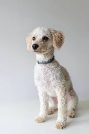 Annual cost of owning a miniature poodle puppy. Miniature Poodle Pictures Download Free Images On Unsplash