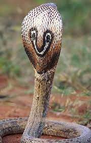 Indian Cobra Aka Black Spectacled Pakistani Cobra Indian Cobra Cobra Snake Pretty Snakes