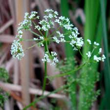 Image result for Berula erecta