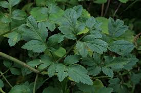 Image result for Afroligusticum