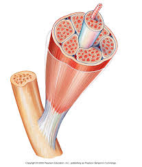Check spelling or type a new query. Anatomy And Physiology 11 12