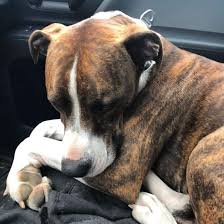 We did not find results for: Brindle Pitbulls Are They Rare What Kind Of Pitties Have This Color K9 Web