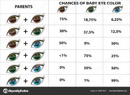 genetics eye color eye color chart paternity test stock