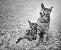 Never Leave Me Alone Cats Wild Cats Animals