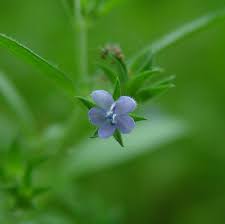 Image result for Blumea adamsii