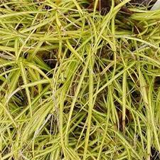 Image result for Carex macrophyllidion