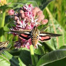 Image result for Hylebates