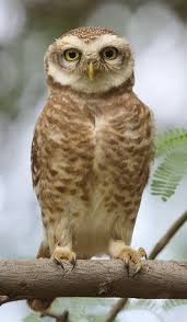 Anadolu Baykus U Kukumav Kus U Anatolian S Owl Owl Hayvan