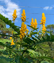 Image result for Senna alata