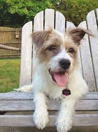 Wire Hair Jack Russell Terrier Asta My Baby Girl Wire Haired Jack Russell Terrier Mix Bre In 2020 Jack Russell Terrier Mix Jack Russell Terrier Terrier Mix Breeds