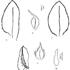 Image result for Selaginella soyauxii