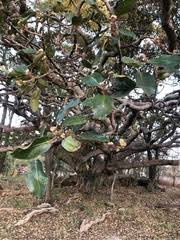 Image result for Ficus glumosa