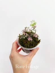 Image result for Phyllanthus taylorianus