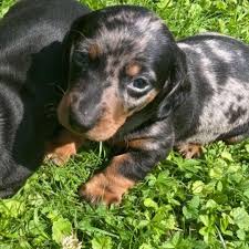 Marsha parmiter 5 star review. Miniature Dachshund Puppies For Sale Dachshund Puppies Australia Facebook