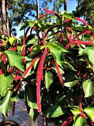 Image result for Acalypha polymorpha