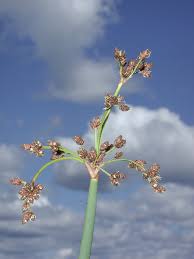 Image result for Schoenoplectus sp.no.1