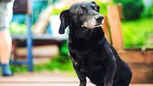 A film simó marcell operatőri vizsgafilmje volt a metropolitan egyetemen. Ezert El Meg Nehany Kutya Matuzsalemi Kort 24 Hu