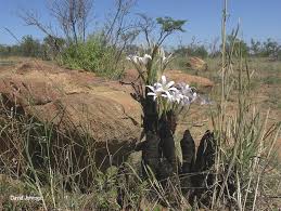 Image result for Xerophyta retinervis