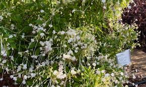 Image result for Clerodendrum incisum