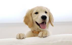 Puppy Cute Dog Wallpaper Hd 80577 Backgrounds For Walls And Border Retriever Puppy Golden Retriever Puppy Golden Retriever