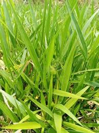 Image result for Urochloa oligotricha