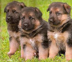 This is the price you can expect to budget for a german shepherd with papers but without breeding rights nor show quality. Free Download German Shepherd Puppy Pictures 700x601 For Your Desktop Mobile Tablet Explore 49 Dog Pictures German Shepherd Wallpaper Free German Shepherd Wallpaper Pictures German Shepherd Puppy Wallpaper