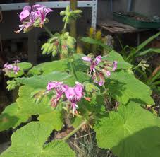 Other questions the south african geranium (pelargonium sidoides), also known as the black geranium or cape pelargonium, is an herb long used in south african traditional medicine. Pelargonium Papilionaceum Wikipedia