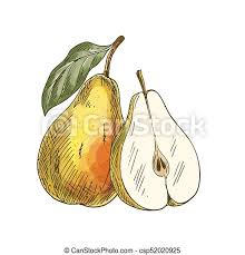 Signup for free weekly drawing tutorials. Yellow Pear With Leaf And Half Of Fruit Full Color Realistic Sketch Vector Illustration Hand Drawn Painted Illustration Canstock