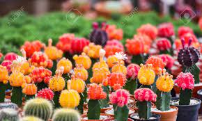 They shine in shade to indirect, bright light. Gymnocalycium Cactus Colorful Red And Yellow Flowers Cactus Stock Photo Picture And Royalty Free Image Image 124847913