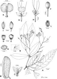Image result for Gilbertiodendron