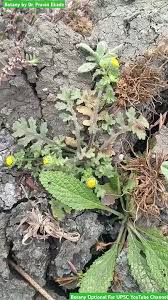 Image result for Grangea maderaspatana